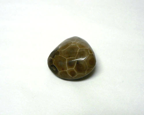 Petoskey Stone - Small