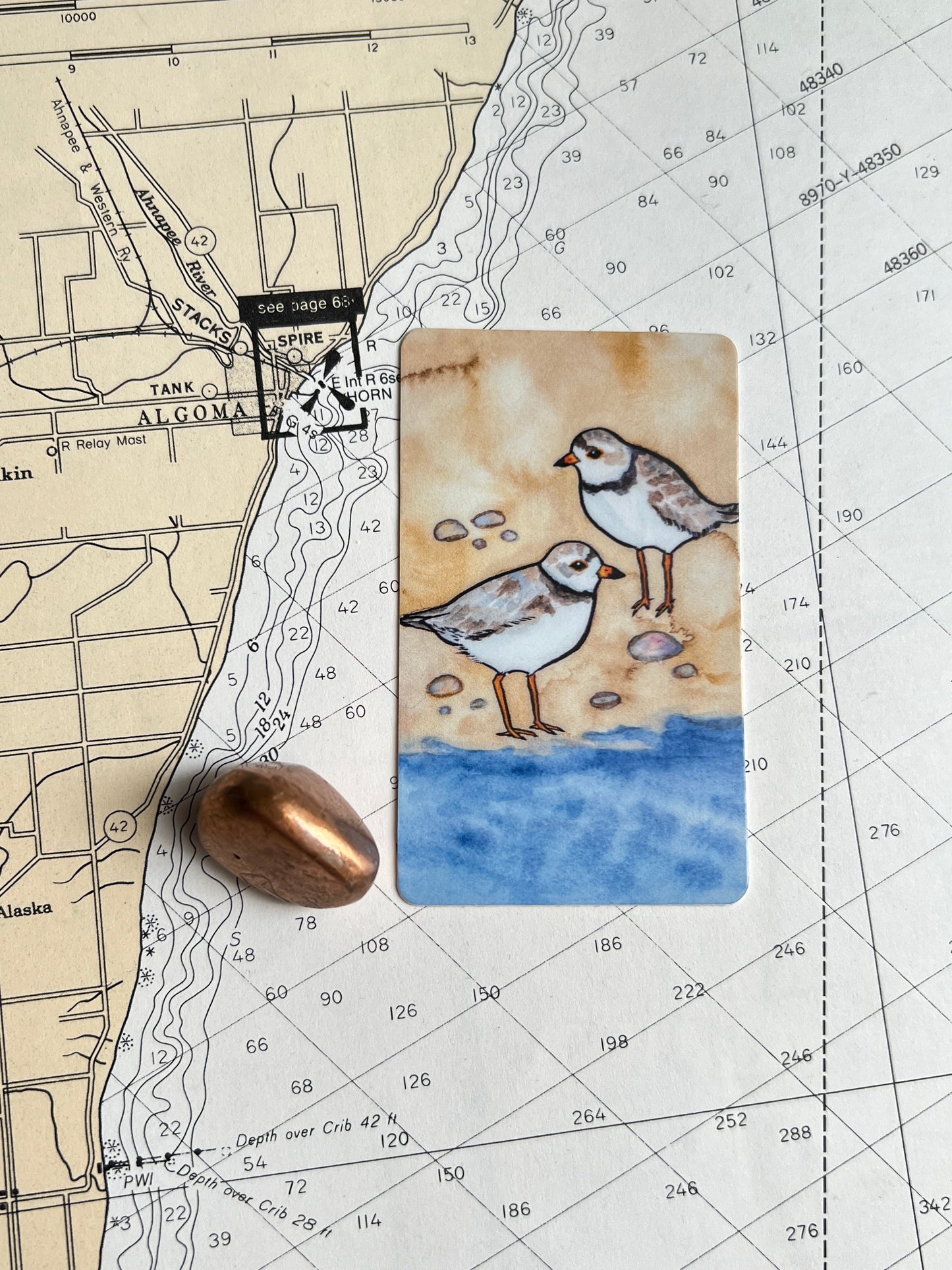 Piping Plover Sticker